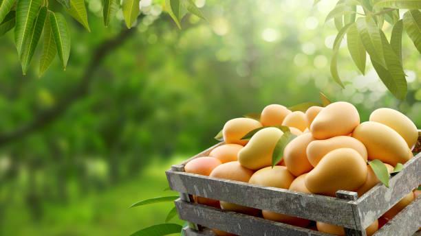 12 Ton Mangga Ilegal Asal Thailand Dimusnahkan di Sumut, Kerugian Capai Rp360 Juta