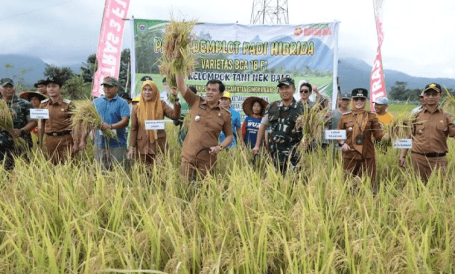 Produksi Padi di Kalimantan Barat Meningkat, Target Sejuta Ton Dicanangkan