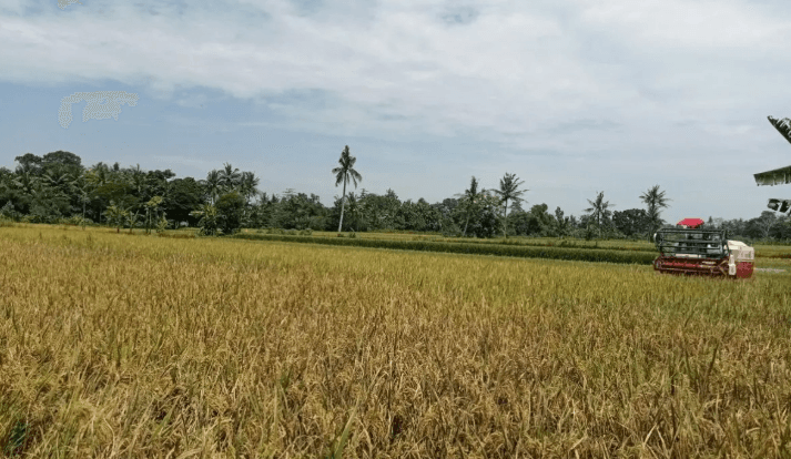 Bantul Masuki Musim Panen, Pemkab Dorong Produktivitas Petani