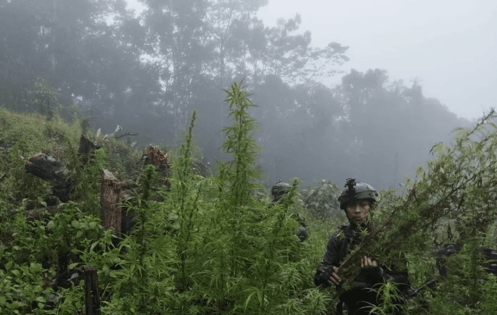 TNI Temukan Ladang Ganja di Papua