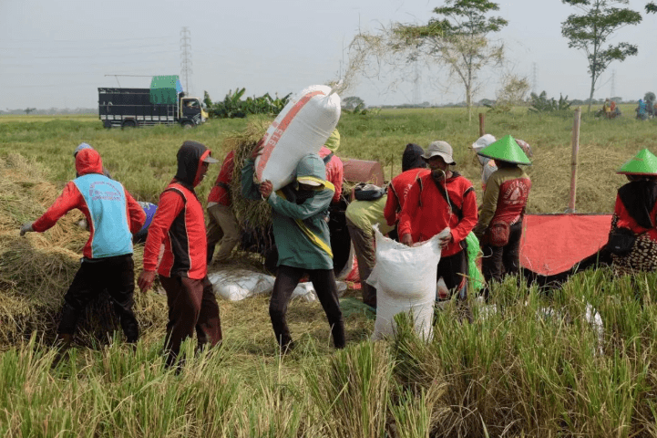 BULOG Capai Rekor Penyerapan Gabah 725.000 Ton, Dukung Ketahanan Pangan Nasional