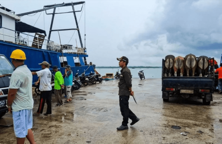Karantina Kepulauan Riau Pastikan Sapi dari Natuna Bebas PMK