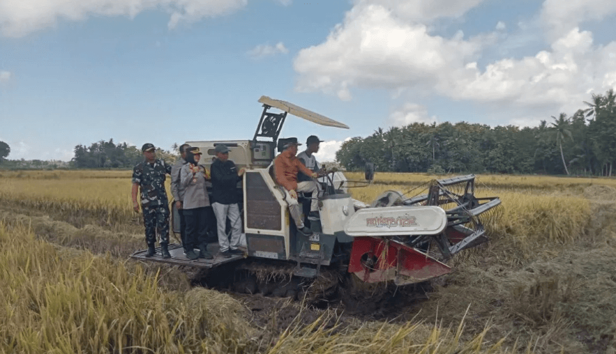 Bupati Bantul Panen Raya di Sidomulyo, Produktivitas Tembus 8 Ton per Hektare
