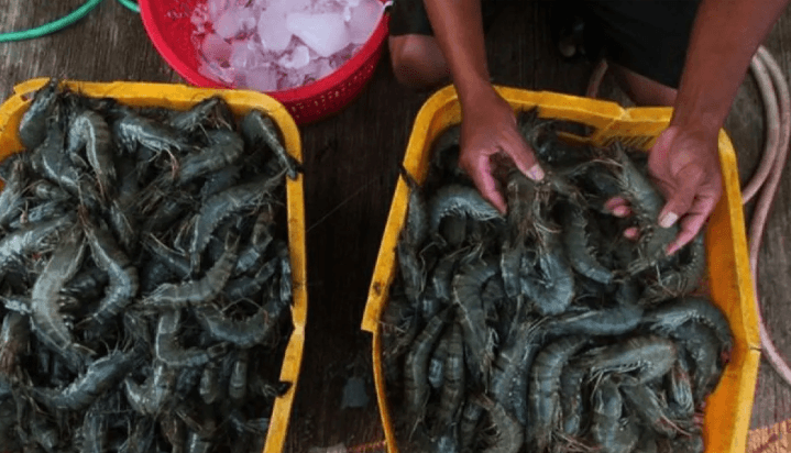 Tarif 32 Persen AS Ancam Ekspor Udang, KNTI Desak Pemerintah Genjot Pasar Eropa dan Asia