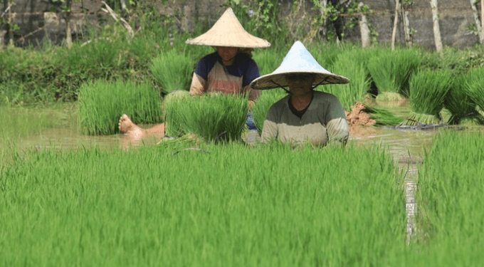 Menuju Swasembada, Pemerintah Genjot Produksi Padi dan Awasi Ketat LTT