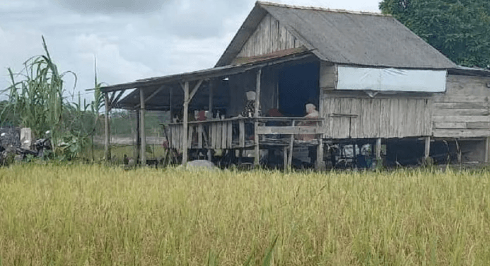 Bulog Serap 500 Ton Gabah dari Petani Bangka Selatan, Realisasi Masih Rendah karena Cuaca dan Infrastruktur