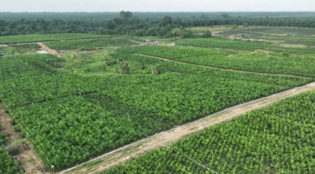 PTPN IV Regional III Siapkan 800 Ribu Bibit Sawit Unggul Bersertifikat untuk PSR Riau 2025