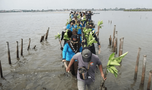 Ribuan Bibit Mangrove Ditanam Pelajar dan Relawan untuk Mitigasi Abrasi dan Rob