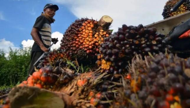 Harga Referensi CPO Mei 2025 Turun, Bea Keluar Ditetapkan 74 Dolar AS per Ton