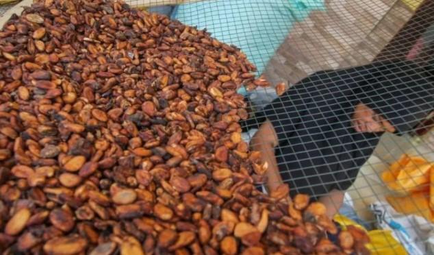Harga Referensi dan HPE Biji Kakao Naik, Dipicu Turunnya Produksi di Negara Produsen