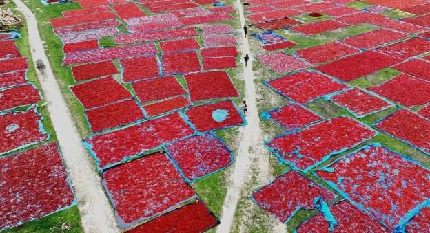 Tradisi Pengeringan Cabai Merah di Panchagarh, Bangladesh Jadi Sorotan