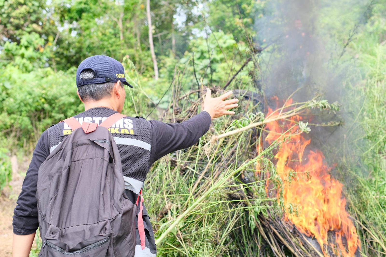 Tim Gabungan BNN dan Bea Cukai Musnahkan 3 Hektare Ladang Ganja di Aceh Besar