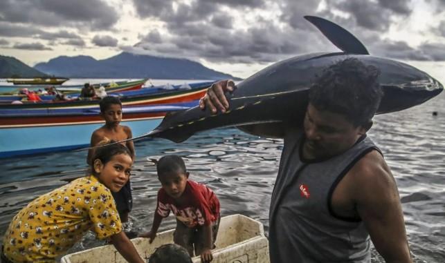 Indonesia Dinyatakan Sebagai Negara Penghasil Tuna Terbesar di Dunia