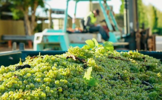 Ekspor Wine Australia Melonjak Setelah China Hapuskan Tarif Impor