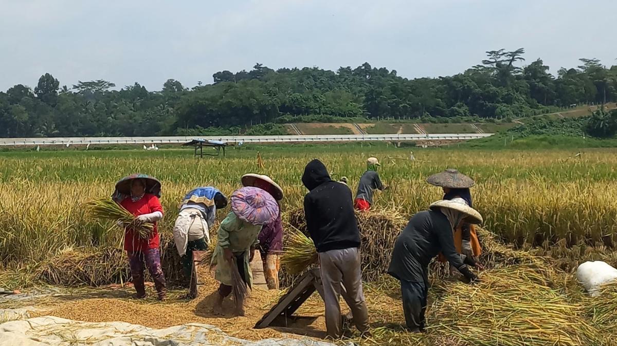 Tercapai Serapan 4 Juta Ton Beras, Pemerintah Gaspol Lanjutkan