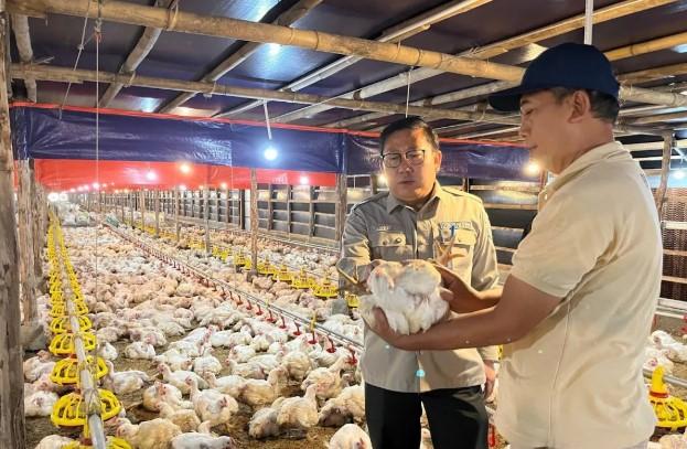 Kementan Perkuat Pengawasan, Harga Ayam Hidup Naik dan Tata Niaga Unggas Diperketat