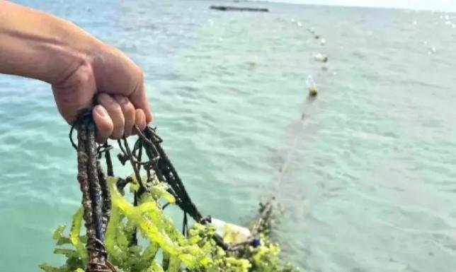 Inovasi Produk Rumput Laut Nonhidrokoloid Dipercepat, Nilai Pasar Global Capai Miliaran Dolar