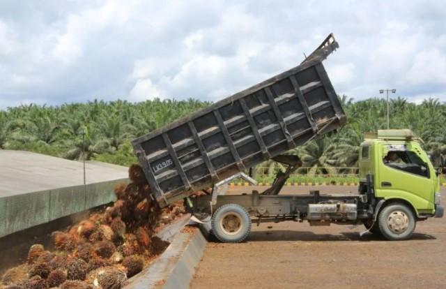 Laba DSNG Naik Tajam, Harga Produk Sawit Jadi Penopang Utama