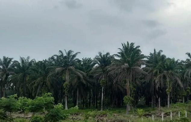 Kepastian Hukum Tanah Jadi Kunci Investasi, IPB Soroti Dampak Satgas PKH