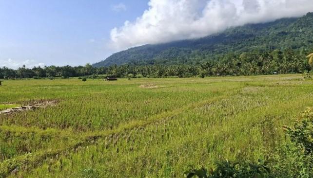 Serapan Gabah Bulog Lampung Hampir Capai Target, Potensi Tembus 200 Ribu Ton