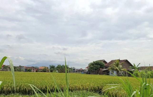 Bulog Lampung Libatkan Ratusan Mitra Maklon untuk Percepat Pengeringan Gabah Basah