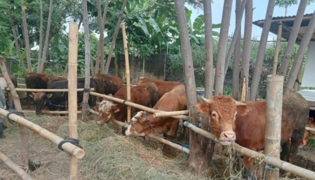 Bantul Perketat Pengawasan Hewan Kurban, Siapkan Satu Sapi Terbaik untuk Presiden