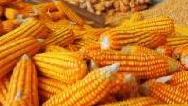Studi: Mikroba Tanah Tingkatkan Panen Jagung dan Kualitas Lahan di Daerah Tandus
