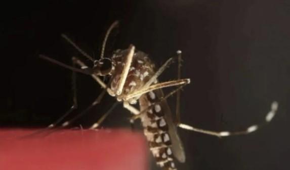 Dokter RSPI Sarankan Konsep ABCD untuk Cegah Malaria, Azithromycin Jadi Salah Satu Pilihan Obat