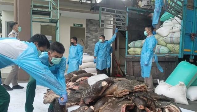 2,9 Ton Daging Celeng Ilegal Disita di Merak, Dikirim Tanpa Dokumen Kesehatan dari Lampung ke Palangkaraya