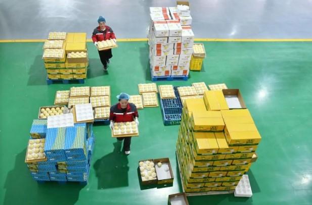 Lebih dari 2.500 Kardus Buah Pir Segar Hebei Diekspor ke Argentina