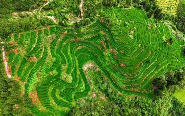 Volume Perdagangan Luar Negeri Teh China Naik 5,3 Persen, Teh Hijau Jadi Primadona Ekspor