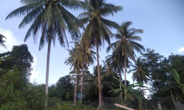 Pemerintah Kaji Tarif Ekspor Kelapa untuk Biayai Peremajaan Pohon Tua Petani