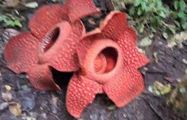 Dua Bunga Rafflesia Arnoldii Mekar Berdempet di Agam, Fenomena Langka Tarik Wisatawan Asing
