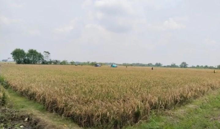 Petani Mulai Didorong Tinggalkan Pupuk Kimia dan Beralih ke Pola Berkelanjutan