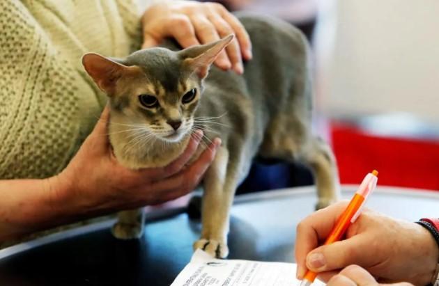 Kucing-Kucing Anggun Ramaikan Kontes Internasional di Rumania, Dari Abyssinia hingga Ragdoll