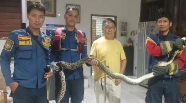 Warga Bogor Temukan Ular Sanca 3 Meter di Belakang Kompor, Damkar Langsung Evakuasi