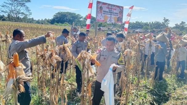 Polres Halmahera Utara Panen Raya Jagung: Bentuk Nyata Sinergitas TNI-Polri dan Dukungan Program Ketahanan Pangan