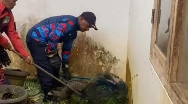Warga Lawanggintung Panik, Tiga Musang Dievakuasi Petugas Damkar Bogor