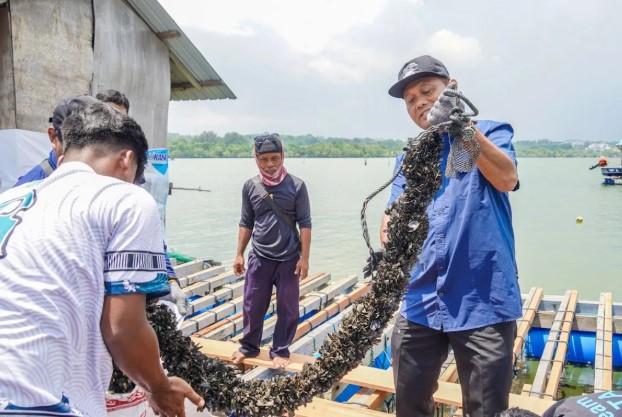 KKP Hidupkan Kembali Budidaya Kerang Lewat Program Modeling Lobster di Batam, Produksi Meningkat hingga Enam Kali Lipat