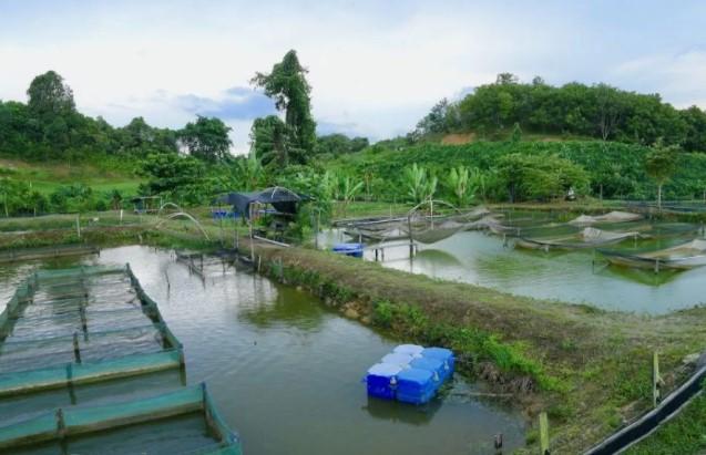 DPR Desak Restorasi Ekologis Pascatambang Jadi Prioritas, Tegaskan Pemulihan Tak Cukup Hanya Reklamasi