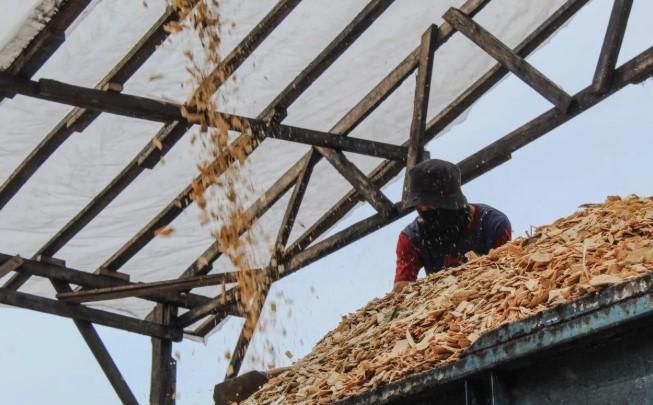 Limbah Kayu di Lampung Disulap Jadi Biomassa, Dukung Energi Bersih dan Dorong Ekonomi Lokal