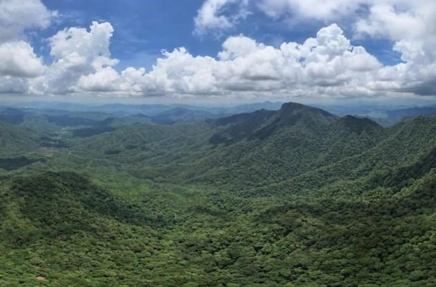 Spesies Tokek Baru Ditemukan di Hutan Hujan Hainan China Selatan