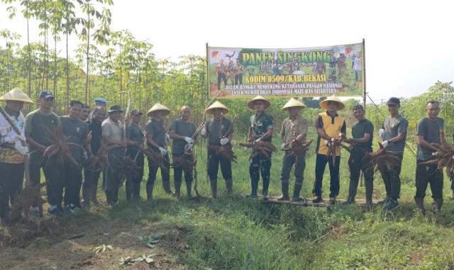 Kodim 0509 Bekasi dan Warga Setu Panen Raya Singkong, Perkuat Ketahanan Pangan dan Ekonomi Daerah