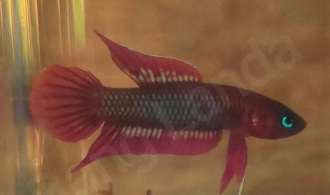 Konservasi tempalak mirah Bangka: Ikan merah mungil jadi simbol perjuangan ekologi lokal