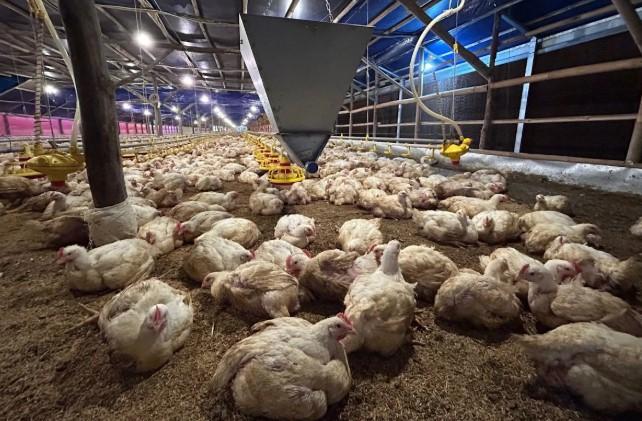 Cutting Telur Tetas dan Afkir Dini Jadi Strategi Utama Atasi Harga di Bawah HPP