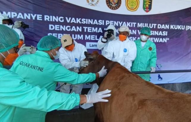 Barantin Gencarkan Vaksinasi Ring di Lima Daerah, Targetkan 3.000 Ekor Ternak