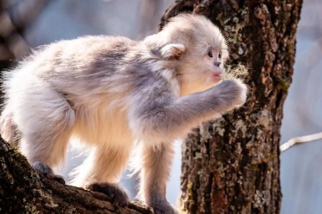 China Luncurkan Katalog Keanekaragaman Hayati 2025, Tambah Ribuan Spesies Baru