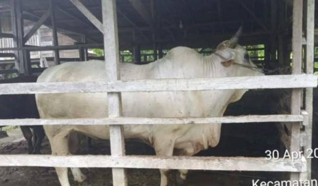 Sapi Peranakan Ongole Jadi Hewan Kurban Presiden Prabowo di Padang Pariaman