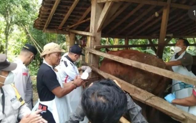 Kompensasi untuk Peternak, Pemkab Pacitan Tanggapi Dampak Wabah PMK