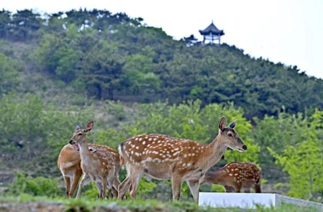 Pemerintah Kota Dalian Pasang Fasilitas Pendukung, Populasi Rusa Sika Liar Capai 200 Ekor